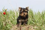 YORKSHIRE TERRIER 013